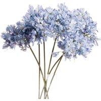 Love Lace Light Blue Large Headed Agapanthus