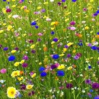 Pegdev 500g Heritage Wild Meadow Flower Seed Mix for Bees & Butterflies