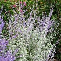 Plant Theory Silvery Blue Russian Sage Outdoor Shrub Plant Perovskia 2L Pot in Green