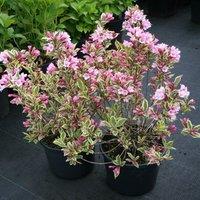 Plant Theory Magical Rainbow Outdoor Shrub Plant Weigela Florida 2L Pot in Green