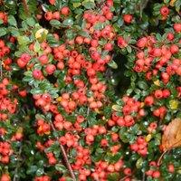 Plant Theory Coral Beauty Cotoneaster Shrub Plant Cotoneaster x Suecicus 2L Pot in Green