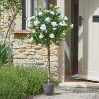 Marco Paul 120cm Artificial Rose Plant - White in Green