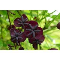 Direct Plants Akeba Quinata Chocolate Vine Climbing Plant 3-4ft Supplied in a 3L Pot