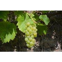Direct Plants Grape Vine Vitis Vroege Van Der Laan 3-4ft Tall Supplied in a 3 Litre Pot in Green