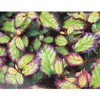 Direct Plants Parrotia Persica Bella Tree 6ft Tall Supplied in a 12 Litre Pot by Directplants in Green