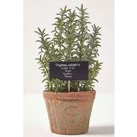 Homescapes Artificial Thyme Plant in Decorative Pot in Green