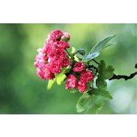 Direct Plants Crataegus Paul's Scarlet Tree 5-6ft Supplied in a 7.5 Litre Pot in Green