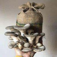 Plant Theory Grow Your Own Mushroom Kit Grey Oyster Mushrooms Complete Ready To Grow