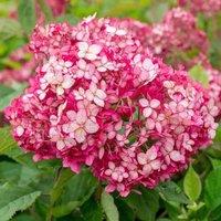 Plant Theory Ruby Annabelle Sevenbark Shrub Plant Hydrangea Arborescens 3L Pot in Green