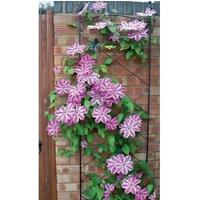 Poppy Forge Regent Wall Trellis Bare Metal/Ready to Rust, Steel, L52 x W1 x H164cm in Black