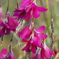 Plant Theory Blackberry Bells Angel's Fishing Rod Perennials Flowering Plants Dierama 1L Pot in Green