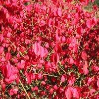 Plant Theory Compactus Winged Spindle Fire Bush Shrub Plant Euonymus Alatus 2L Pot in Green