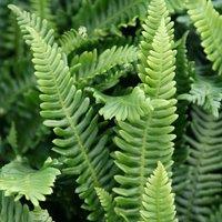 Plant Theory Hard Deer Fern Blechnum Spicant Hardy Outdoor Ferns Jungle Plant 2L Pot in Green