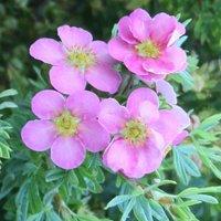 Plant Theory Pink Beauty Shrubby Cinquefoil Shrub Plant Potentilla Fruticosa 2L Pot in Green
