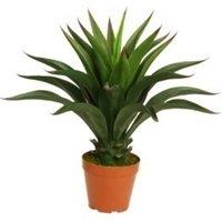 Leaf Yukka Artificial Tree Plant Realistic 60cm Deluxe in Green
