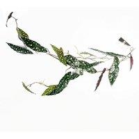 Leaf 110cm Artificial Trailing Hanging Begonia Maculata Spotted Plant Realistic in Green