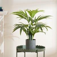 Scottish Everlastings Ltd 60cm Palm Tree in Green