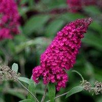 Plant Theory Royal Red Butterfly Bush Outdoor Shrub Plant Buddleja Davidii 2L Pot in Green