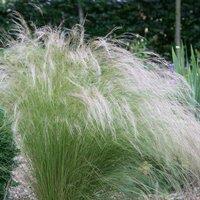 Plant Theory Pony Tails Angel Hair Grass Stipa Tenuissima Outdoor Ornamental Plant 2L Pot in Green