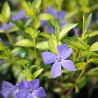 Plant Theory Illumination Lesser Periwinkle Shrub Plant Vinca Minor 1.5L Pot in Green