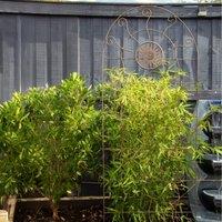 Primrose Steel Aztec Sun Design Trellis in Powder Coated Corten Steel 183cm in Brown