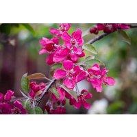 Direct Plants Malus Crimson Cascade Weeping Purple Crab Apple Tree 6ft Tall Supplied in a 12 Litre Pot by Directplants in Green