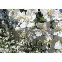Direct Plants Malus Wedding Bouquet Crab 6ft Tall Supplied in a 12 Litre Pot by Directplants in Green