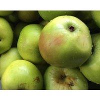 Direct Plants Apple Bramley 20 Fruit Tree 6ft Tall Supplied in a 12 Litre Pot by Directplants in Green