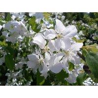 Direct Plants Malus John Downie Crab Apple Fruit Tree 6ft Tall Supplied in a 12 Litre Pot by Directplants in Red