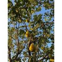 Direct Plants Pear Doyenne Du Comice Fruit Tree 6ft Tall Supplied in a 12 Litre Pot by Directplants in Green