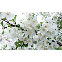 Direct Plants Malus Snowcloud Crab Apple Tree 6ft Tall Supplied in a 12 Litre Pot by Directplants in Green