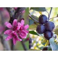 Direct Plants Malus Roberts Red Crab Apple Tree 6ft Tall Supplied in a 12 Litre Pot by Directplants in Green