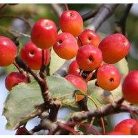 Direct Plants Malus Rudolph Crab Apple Tree 6ft Tall Supplied in a 12 Litre Pot by Directplants in Green