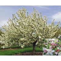 Direct Plants Malus Sugar Tyme Tree 6ft Tall Supplied in a 12 Litre Pot by Directplants in Green