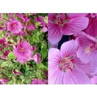 Direct Plants 3-4ft Tall Large Lavatera Bredon Springs Pink Flowering Shrub Plant