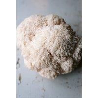 Plant Theory Grow Your Own Mushroom Kit Lions Mane Mushrooms Large No Frills Ready To Grow in Off-White