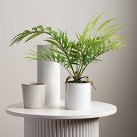 Scottish Everlastings Ltd 40cm Fern Tree in White Plastic Pot in Green
