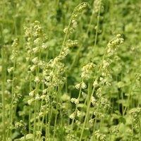 Plant Theory Fringe Cups Perennials Flowering Plants Tellima Grandiflora 2L Pot in Green