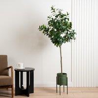 Scottish Everlastings Ltd 160cm Peperomia Tree KD in Green