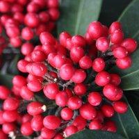 Plant Theory Reevesiana Japanese Skimmia Shrub Plant Skimmia Japonica 1.5L Pot in Green