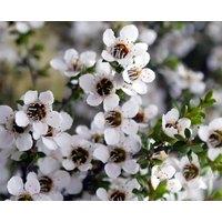 Direct Plants Leptospermum Leonard Wilson 3ft Large Evergreen Shrub Garden Plant in Green