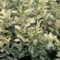 Plant Theory Harlequin Evergreen Bittersweet Shrub Plant Euonymus Fortunei 2L Pot in Green