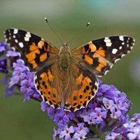 Plant Theory Lochinch Butterfly Bush Outdoor Shrub Plant Buddleja Garden Plants 2L Pot in Green