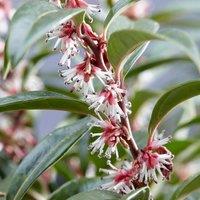 Plant Theory Winter Gem Sweet Box Outdoor Shrub Plant Sarcococca Hookeriana 2L Pot in Green
