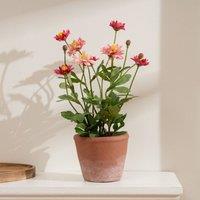 Scottish Everlastings Ltd 34cm Pyrethrum Daisy Pink in Terracotta Pot