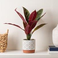Scottish Everlastings Ltd 39Cm Maranta in Green