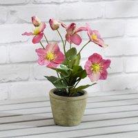 Scottish Everlastings Ltd 34cm Pink Hellebore Plant