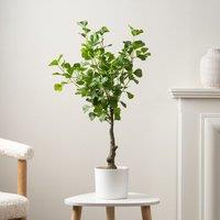 Scottish Everlastings Ltd 75cm Heart-leaf Ficus Tree in White Pot in Green