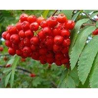 Direct Plants Sorbus Fingerprint Mountain Ash Tree 6ft Tall Supplied in a 12 Litre Pot by Directplants in Green