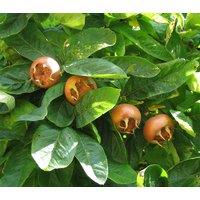 Direct Plants Mespilus Germanica Fruit Tree 6ft Tall Supplied in a 12 Litre Pot by Directplants in Brown